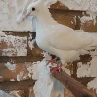 ۸تا کبوتر|پرنده|خرمآباد, |دیوار