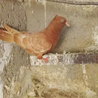 یک عدد مغلف زرد نر
