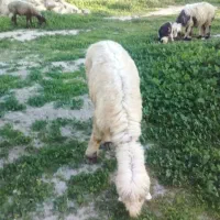 میش(معاوضه با مرغ و یا هرچی که بکار بیاد)