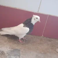 طوقی صرب کفتر سینه کله نقش رنگی|پرنده|خانمیرزا, |دیوار