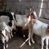 بز نرو ماده قربانی