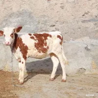 چهار راس گوساله سمینتال (گاو)