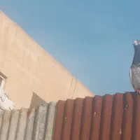 کبوتر پرشی|پرنده|فردیس, فردیس|دیوار