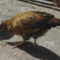 جوجه