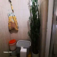 گل زینتی افوربیا تریگونا