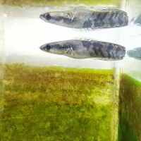 چانا|ماهی|خوی, |دیوار