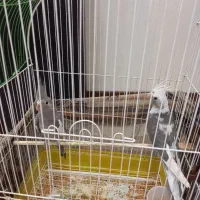 جوجه عروس هلندی سه ماهه