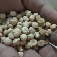 نخود|خوردنی و آشامیدنی|تایباد, |دیوار