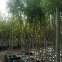 نهال های عاری از بیماری تحت نظر جهاد کشاورزی|خدمات باغبانی و درختکاری|اصفهان, جلوان|دیوار