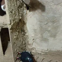 سینه سیاه|پرنده|بناب, |دیوار