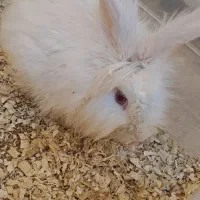 خرگوش لپ وعروس هلندی