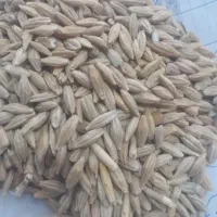 خریدارگندم وجو