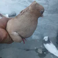 کبوتر