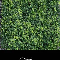 چمن مصنوعی وگرین وال مخصوص فضای لوکس شما|خدمات پیشه و مهارت|رشت, پیرسرا|دیوار