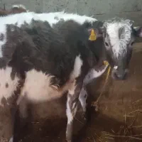 گوساله ماده