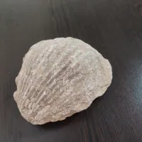 فسیل کامل صدف