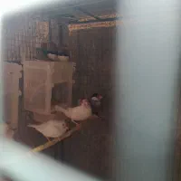 فنچ و کوتوله|پرنده|سراوان, |دیوار