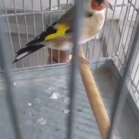 سهره|پرنده|تهران, شهرک شریفی|دیوار