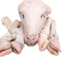 کله پاچه بهداشتی