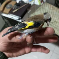 ۳ عدد جوجه نیم رنگ قفس