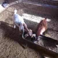 کره ماده چاق|حیوانات مزرعه|یزد, |دیوار