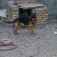 سگ ژرمن ضمانتی