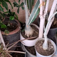 ح ر ا ج گیاهان آپارتمانی|گل و گیاه طبیعی|کرج, بنیاد|دیوار