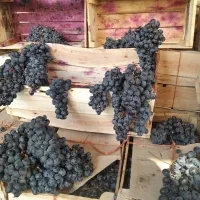 انگورشانی کردستان انگورسیاه دیمی انگور سیاه|خوردنی و آشامیدنی|تهران, میدان میوه و تره‌بار مرکزی|دیوار