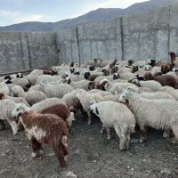 بره نر داشتی