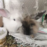 یک جفت خرگوش لپ بسیار زیبا و سرحال