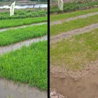 قرص کود|گل و گیاه طبیعی|مشهد, بلال|دیوار