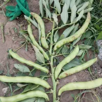 باقلی خشک شاخ بزی