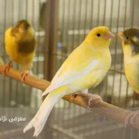 قناری نر بخون