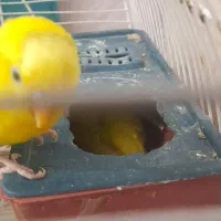 مرغ عشق خوشرنگ|پرنده|بوئین زهرا, |دیوار