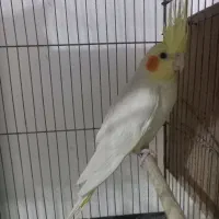 دو جفت عروس هلندی درشت کشیده با تخم و جوجه|پرنده|مرودشت, کناره|دیوار