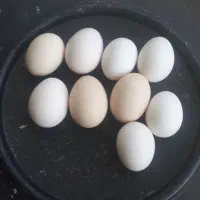 تخم نطفه دار محلی نژاد گلین تضمینی