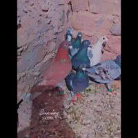 14تا کبوتر المانی وحشی زد خوردی|پرنده|رشتخوار, |دیوار