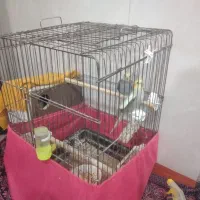 عروس هلندی|پرنده|پاکدشت, پاکدشت (مامازند)|دیوار