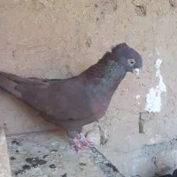کفتر پلاکی قیل سرخ سبز کله دم سبز خرقه شامپیون|پرنده|شهرضا, |دیوار