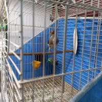 سهره کرمونی دو رگ ، قفس|پرنده|مشهد, شفا|دیوار