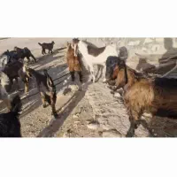 دام کهر