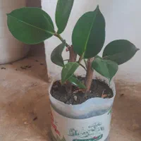 فروش گل فیکوس خانگی|گل و گیاه طبیعی|سنندج, |دیوار