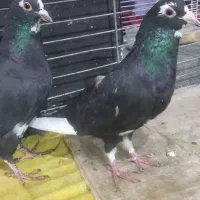 جفت پلنگ|پرنده|زرند, |دیوار