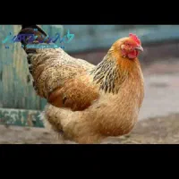 مرغ تخمگذار