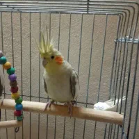 عروس هلندی بسیار بازیگوش