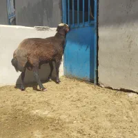 شیشک قورچ