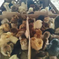 جوجه مرغ یکروزه عمده ای و خورده