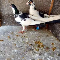 ابلغ پلنگ ساده کاکلی کلاغ کفتر