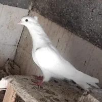 جوجه سفید چشم سفید اراکی