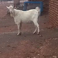 چبش سانن|حیوانات مزرعه|گناباد, |دیوار